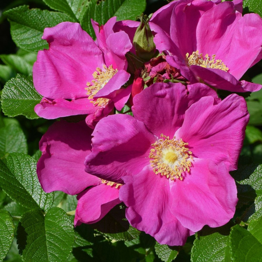 Rosier arbustif rugeux pot de 4l - 30/60 cm