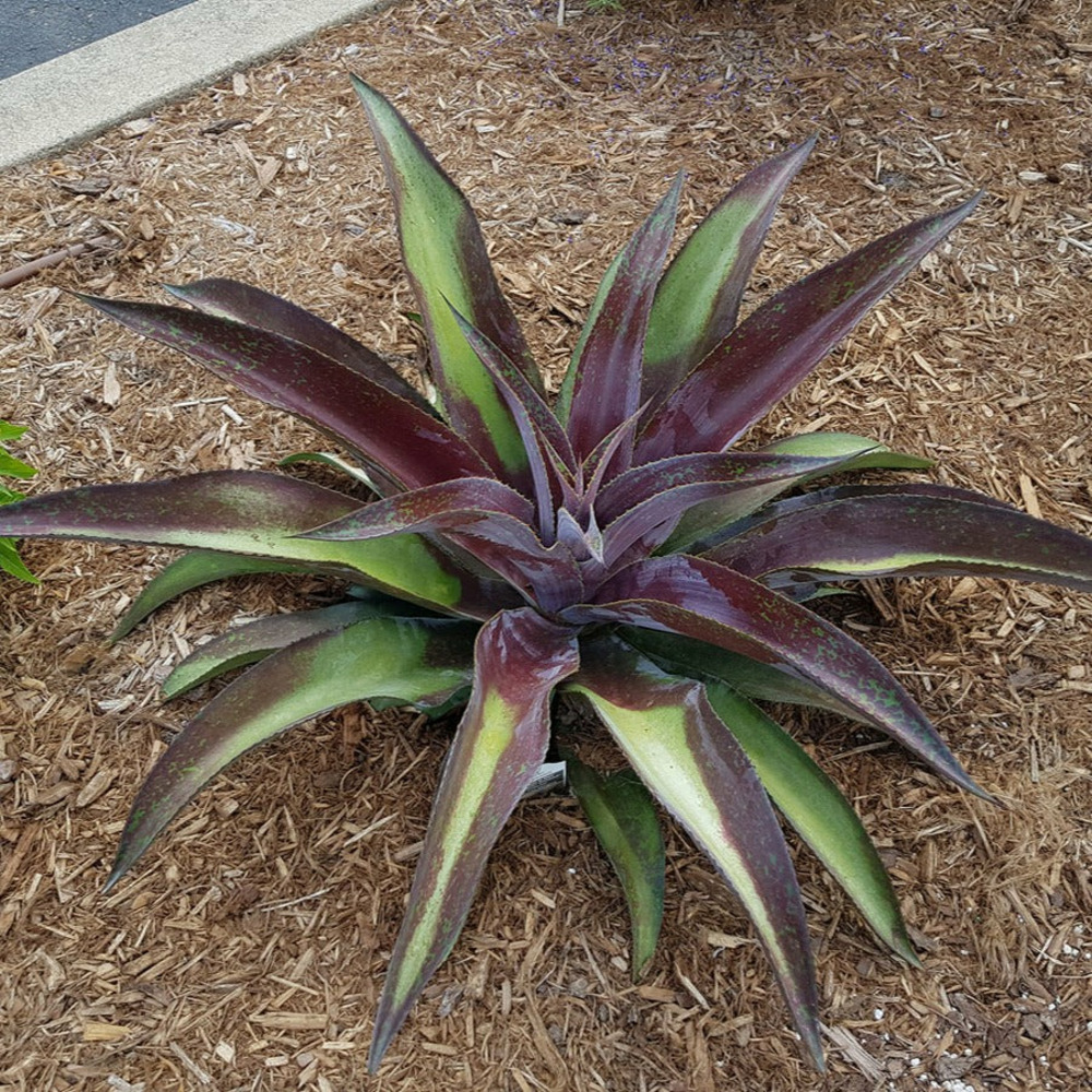 Mangave mission to mars ® - le pot / 1l