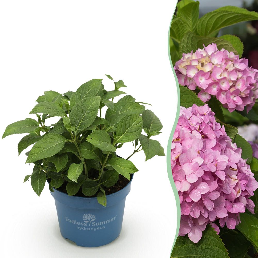 Hortensia endless summer the original rose - h 20-25 cm, pot ø14 cm