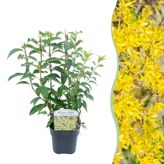 Forsythia intermedia goldrausch – pot 17 cm – hauteur 45 cm