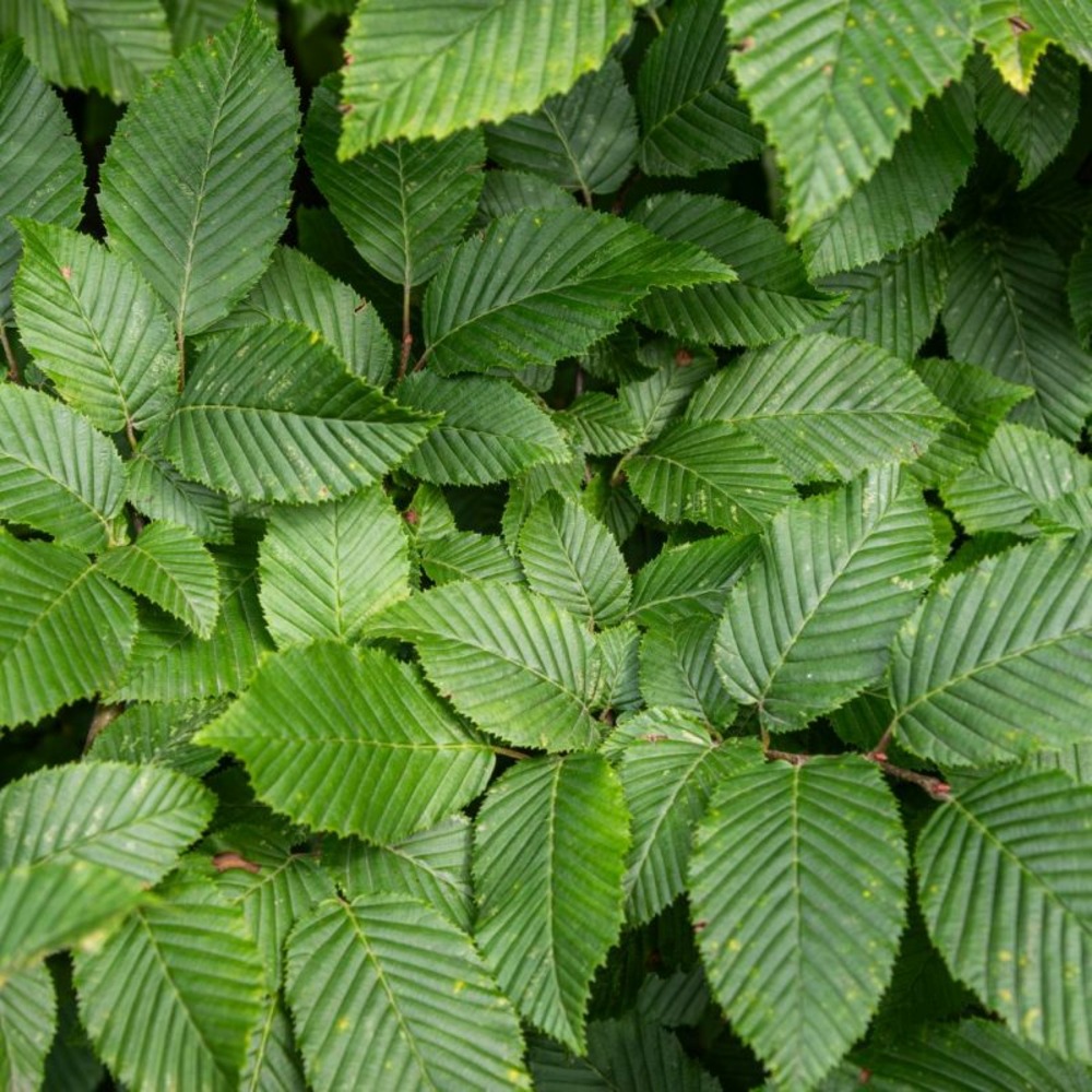 Charme commun - carpinus betulus en racines nues 40/50cm