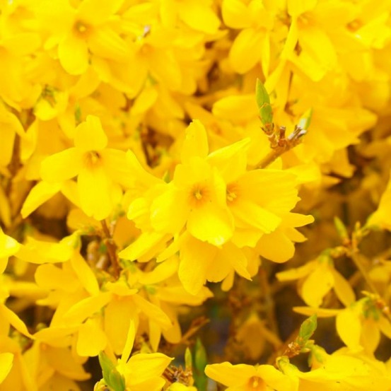 Mimosa de Paris 'Spectabilis'