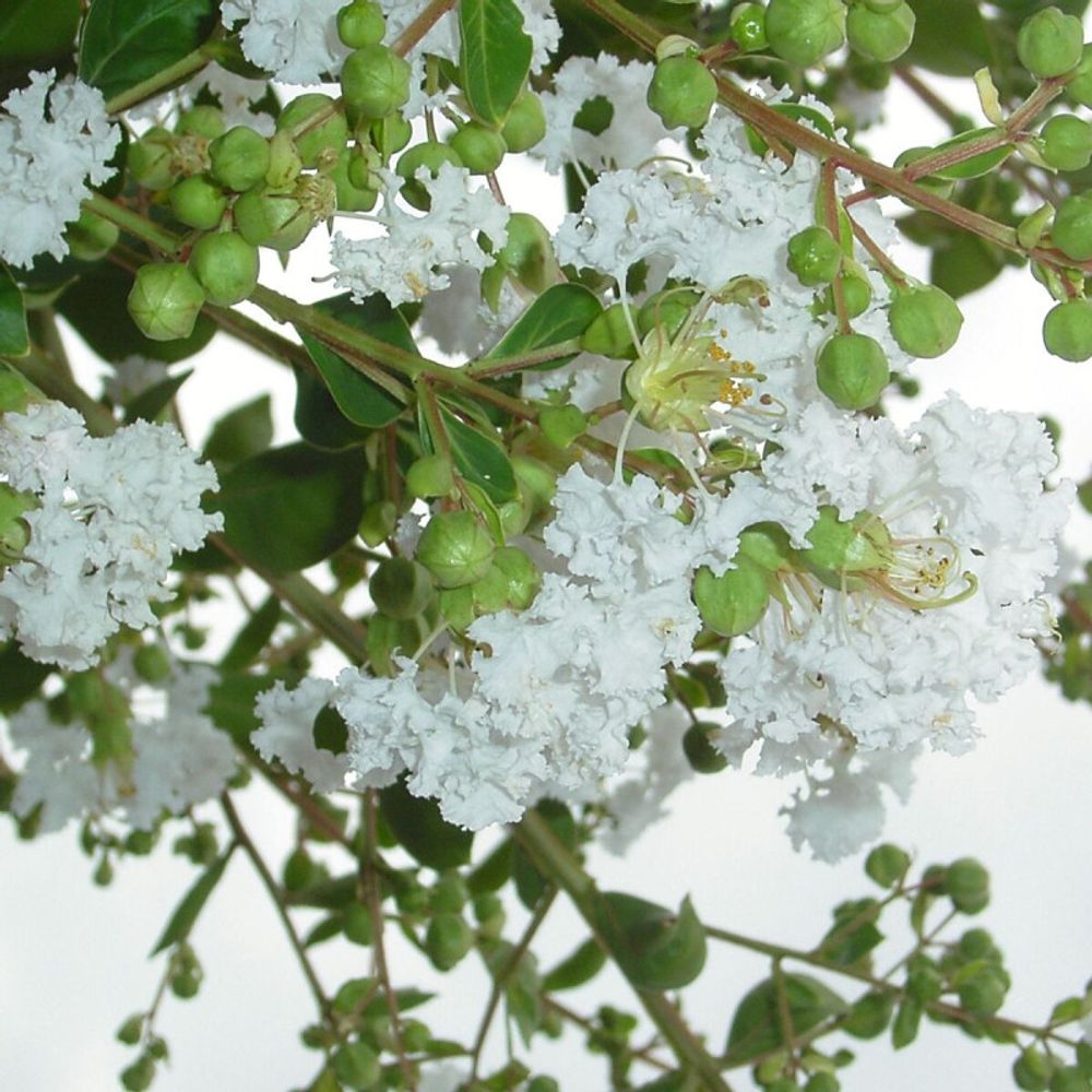 Lilas des indes neige d'été®, lagerstroemia pot de 10l - 60/80 cm