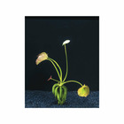 Plante aquatique : Nymphoides Aquatica en bouquet