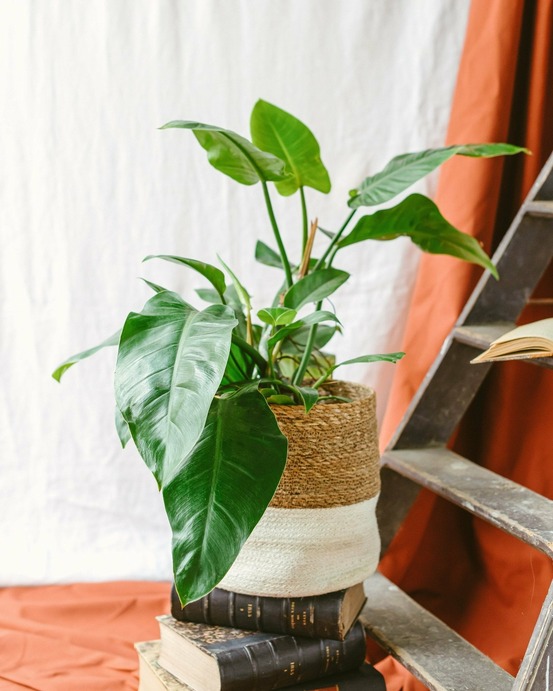 Philodendron green imperial beauty 60cm - plante d'intérieur