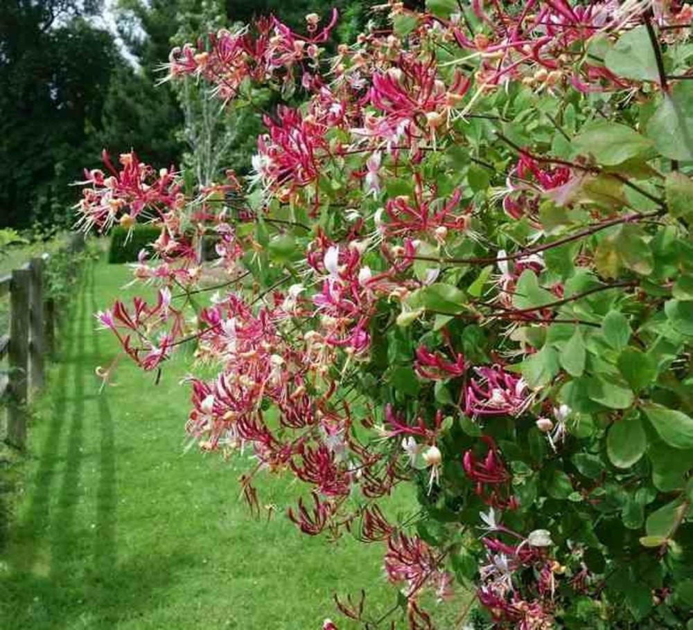 Lonicera henryi (chèvrefeuille) pot de 2 litres - 30/50 cm - violée
