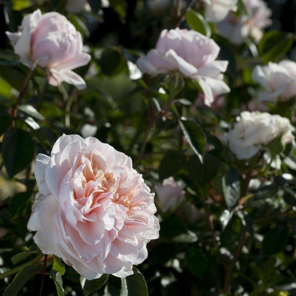 Rosier grimpant sabrina® 'meiptorius' pot de 5l