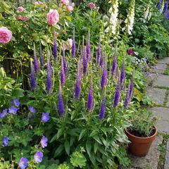 Lot de 6 - véronique en épi - vivace rustique - h. 10-20 cm