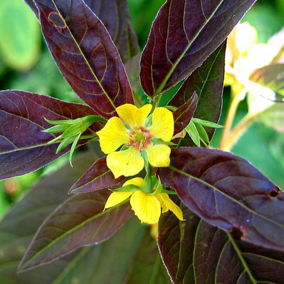 6 x lysimaque ciliée 'firecracker' - lysimachia ciliata 'firecracker' - godet 9cm x 9cm