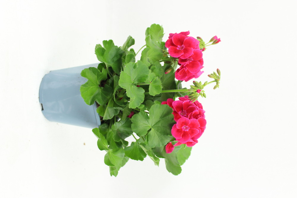 Géranium zonale pot 2 l