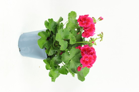 Géranium zonale pot 2 l
