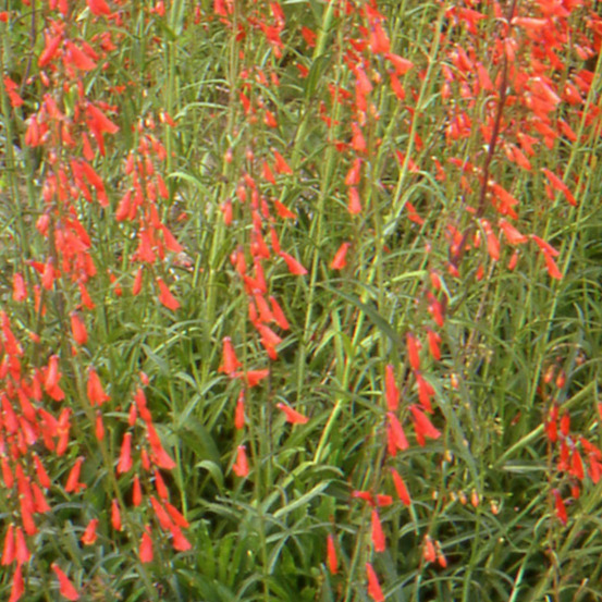 Penstemon coccineus lot de 9 godets