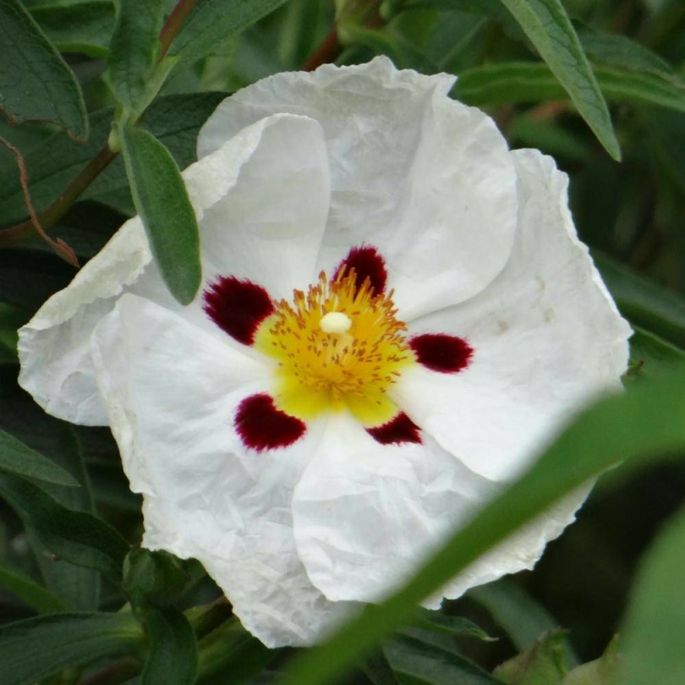 Ciste aguilarii maculatus, cistus lot de 9 godets