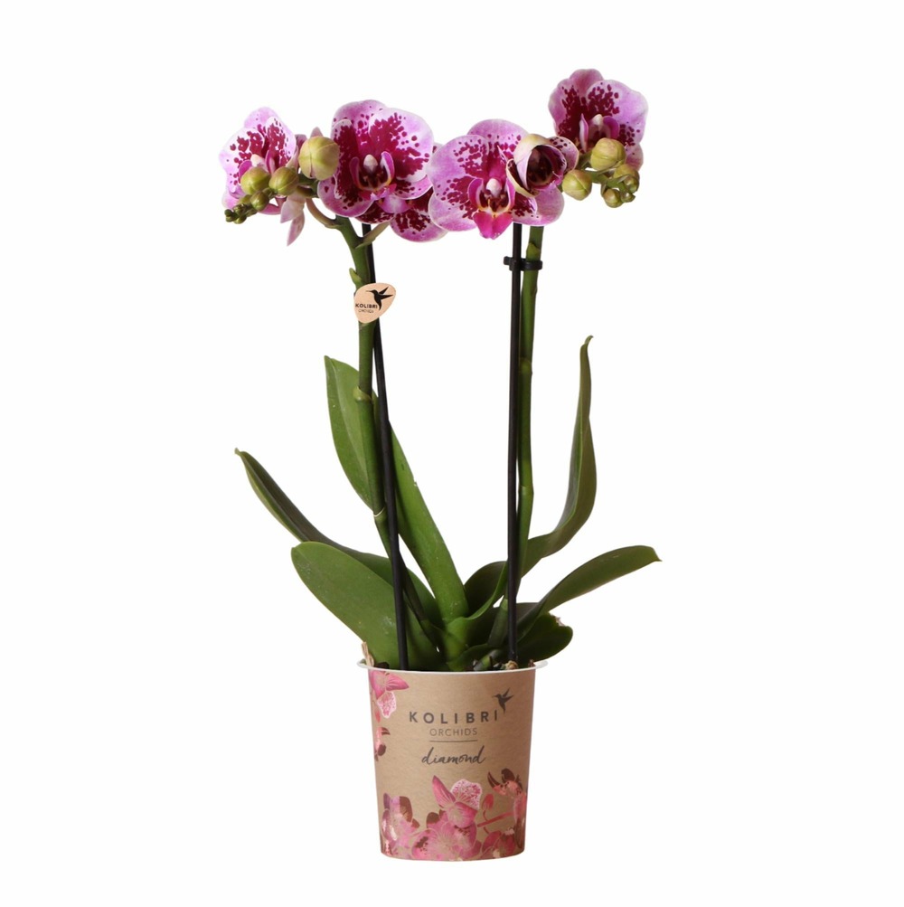 Orchidée rose et violette et son cache-pot - h35cm, ø9cm 35cm - plante d'intérieur
