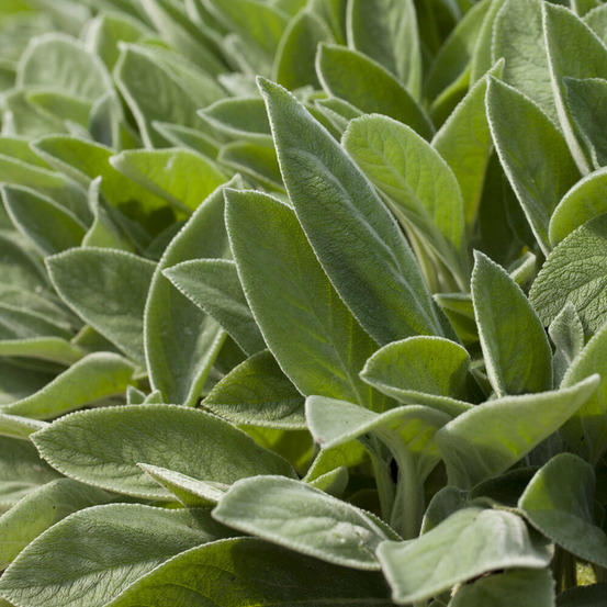 Oreille de lapin big ears - epiaire de byzance - le pot / ø 9cm