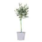 Eucalyptus gunnii - gommier - arbuste - persistante – ⌀14 cm - ↕40-50 cm