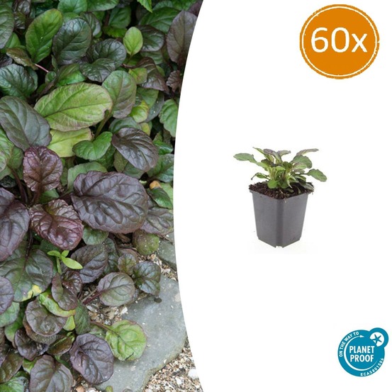 Bugle rampant 'catlin's giant' x60 – entre 3,75 et 5m2