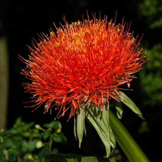 Scadoxus multiflorus bulbe calibre 14+