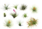 Tillandsia mélange de plantes - set de 10 - plantes aériennes vraies - plantes d'ambiance - plantes d'intérieur - hauteur 5-15cm