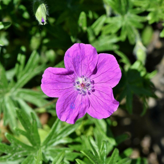 Géranium vivace yannis lot de 9 godets