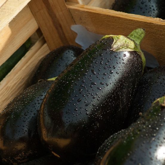 Graines d'aubergine avan hf1 - vilmorin sachet