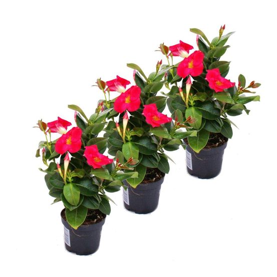 Dipladenia - jasmin du chili - 3 plantes - floraison rose