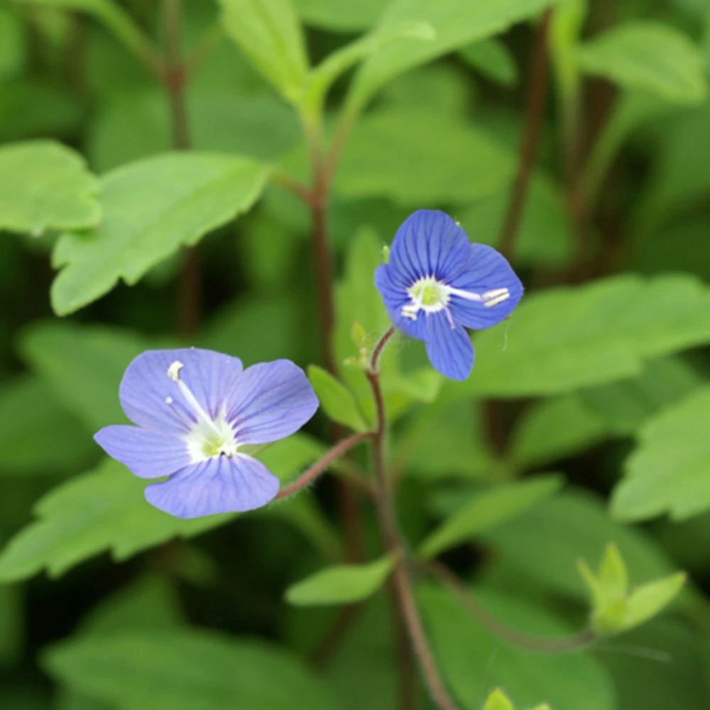 Véronique georgia blue lot de 5 godets