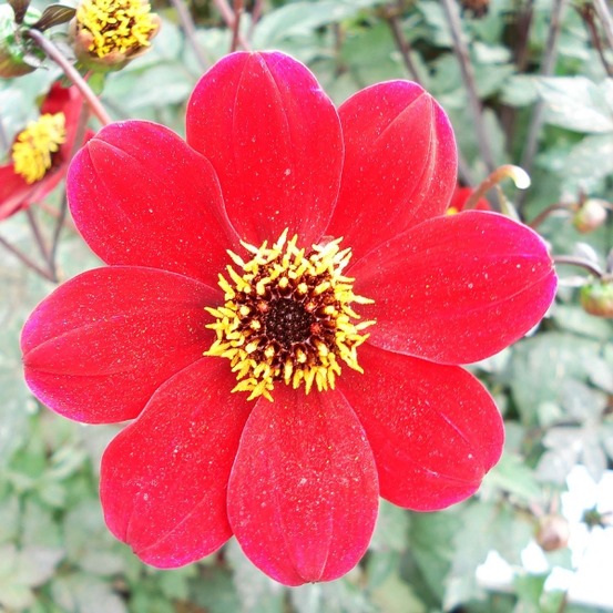 Dahlia anémone 'bishop of auckland' bulbe calibre i