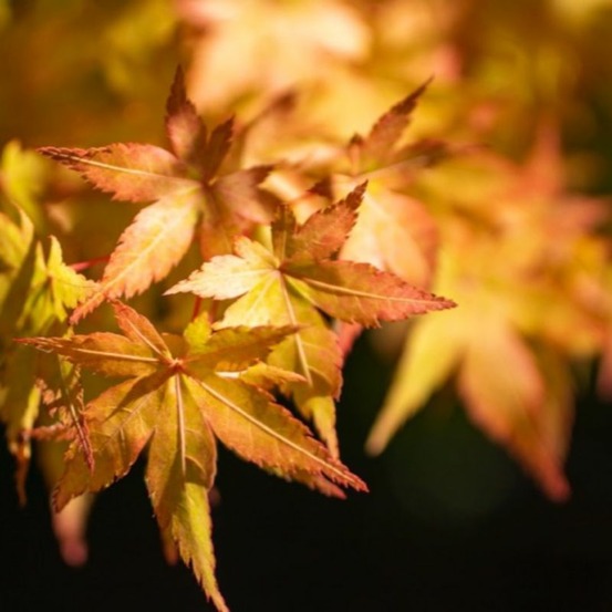 Érable du japon 'katsura' (acer palmatum 'katsura')