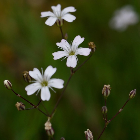 Gypsophile rampant 'alba' godet de 8/9 cm