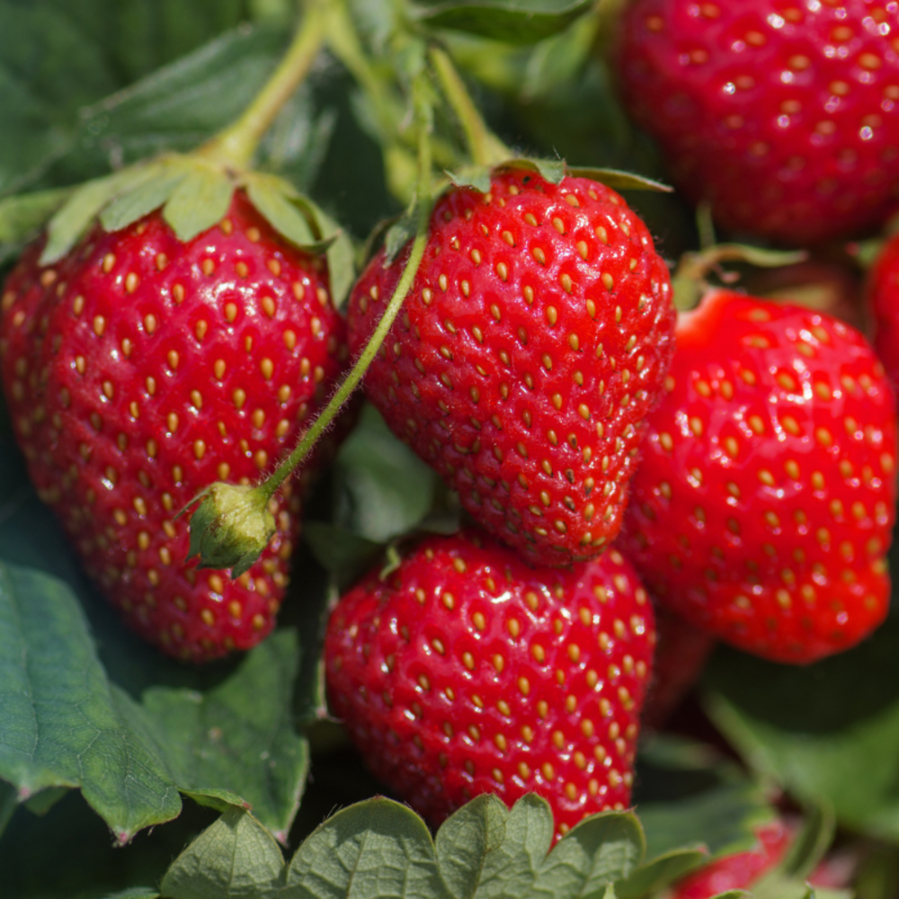 3 plants fraisier mme moutot motte 7cm