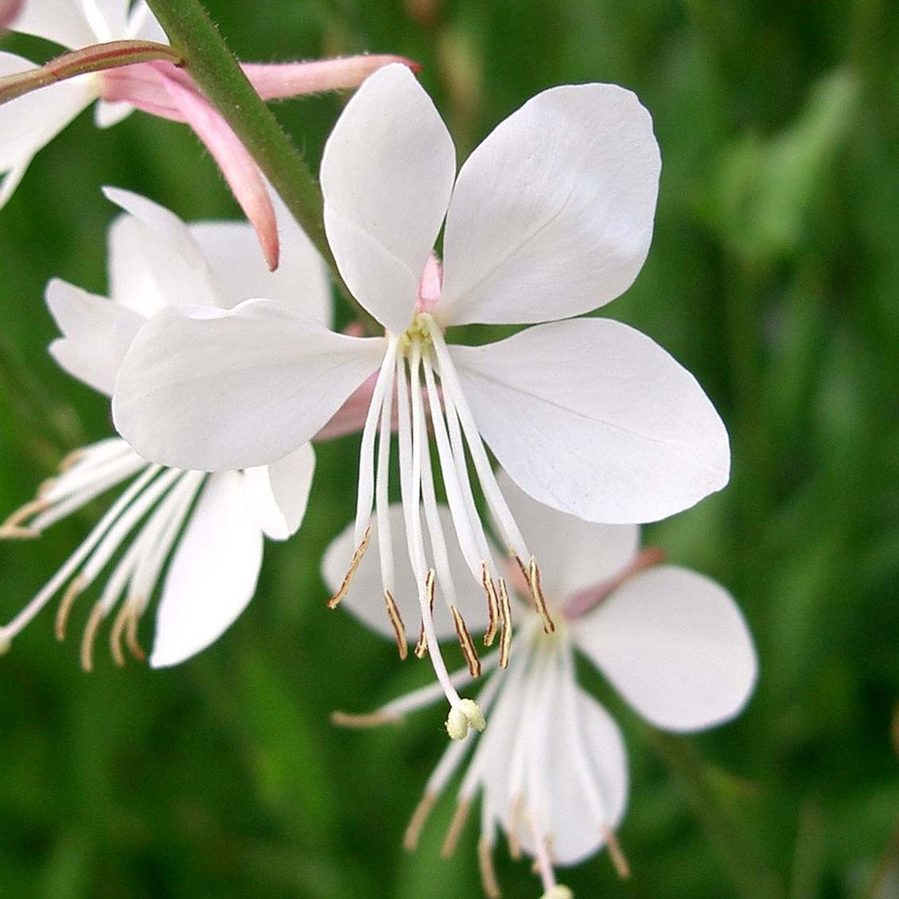 Gaura lindheimeri 'snowstorm' godet de 8/9 cm