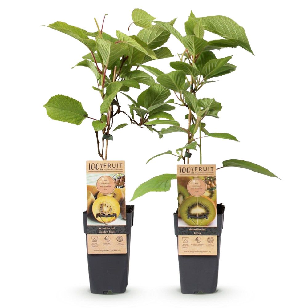 Kiwi 'jenny doré' - pot 15 cm - hauteur 50 cm - plante d'extérieur