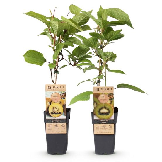 Kiwi 'jenny doré' - pot 15 cm - hauteur 50 cm - plante d'extérieur