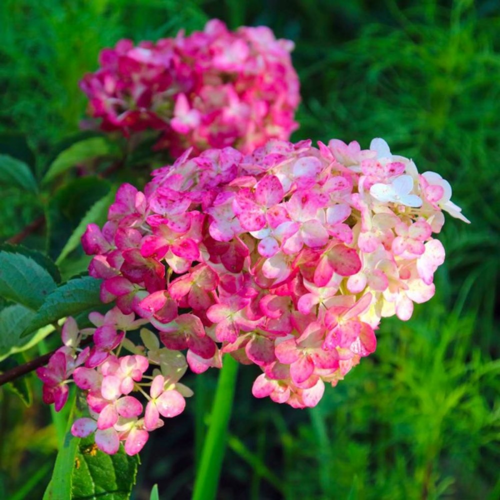 Hortensia paniculé fraise melba® 'renba' (hydrangea paniculata)