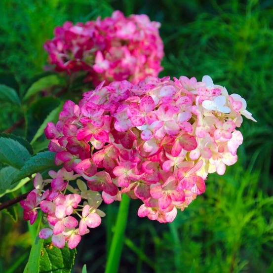Hortensia paniculé fraise melba® 'renba' (hydrangea paniculata)