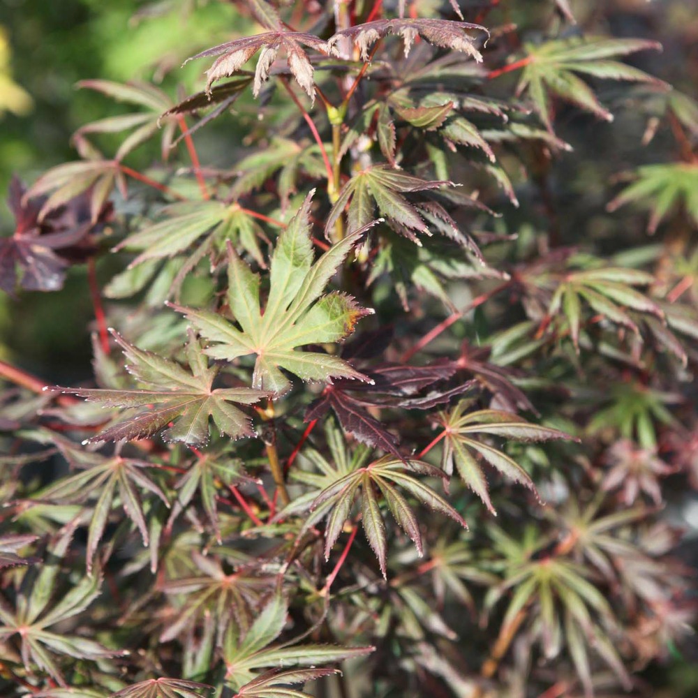 Érable du japon - acer palmatum trompenburg pot de 3l/4l