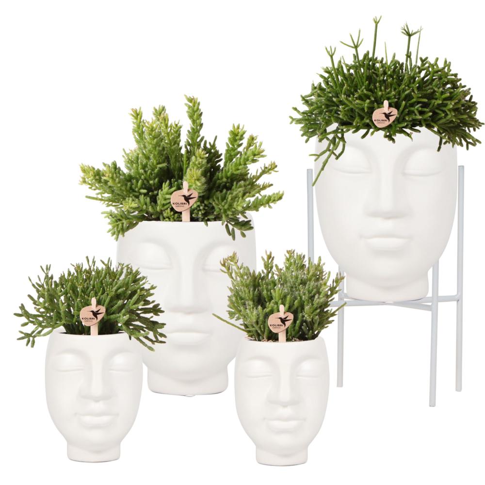 Ensemble de plantes - mélange de rhipsalis - en blanc face 2 face planters + plant stand
