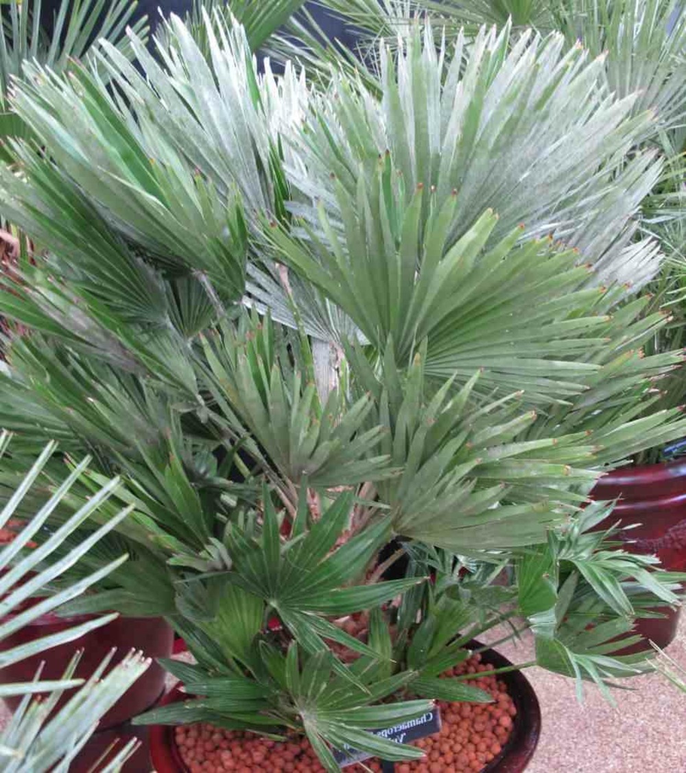 Chamaerops humilis var. Volcano (palmier doum vulcano) spécimen- pot de 40 litres -100/120 cm