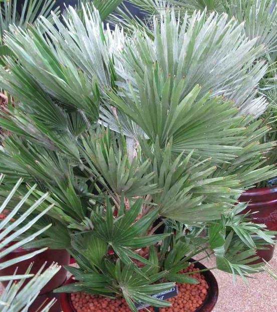 Chamaerops humilis var. Volcano (palmier doum vulcano) spécimen- pot de 40 litres -100/120 cm