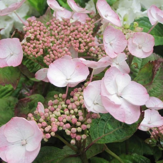 Hortensia 'dolce® gispy' pot de 4l/5l