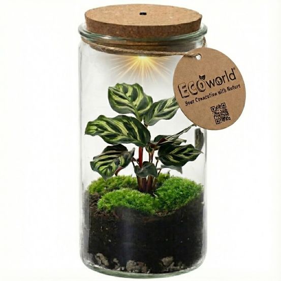 Mini terrarium pour plantes ø 11 cm - écosystème fermé