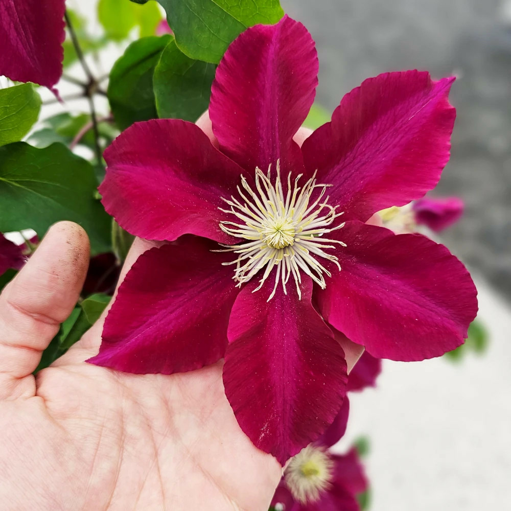 Clématite elpis™ 'evigsy154' pot de 1,5l - tuteur bambou 30/60 cm