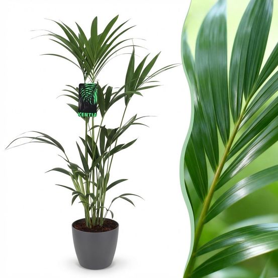 Howea forsteriana - kentia palm - pot de 21cm - hauteur 120-130cm - plantes d'intérieur