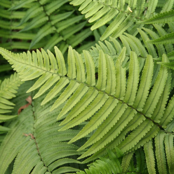 Fougère des bois noirs godet - 5/20 cm