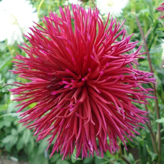Dahlia cactus spider 'urchin' bulbe calibre i