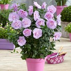 Hibiscus lavender chiffon, le pot / 2l / hauteur livrée 25-30cm