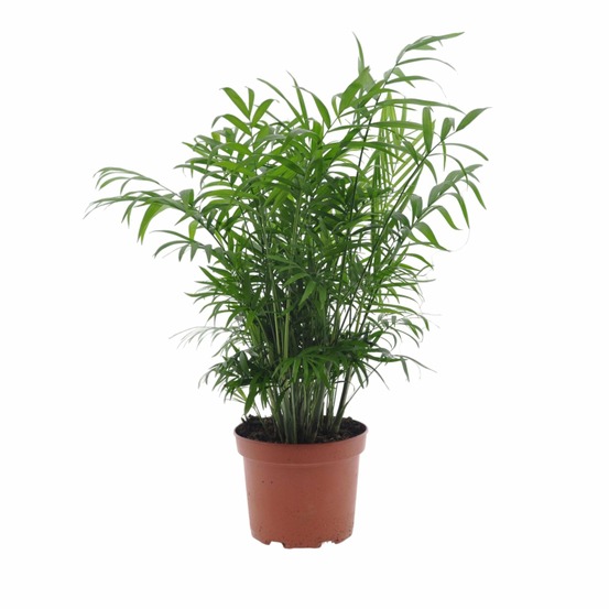 Chamaedorea elegans - h50 cm - ø17 cm