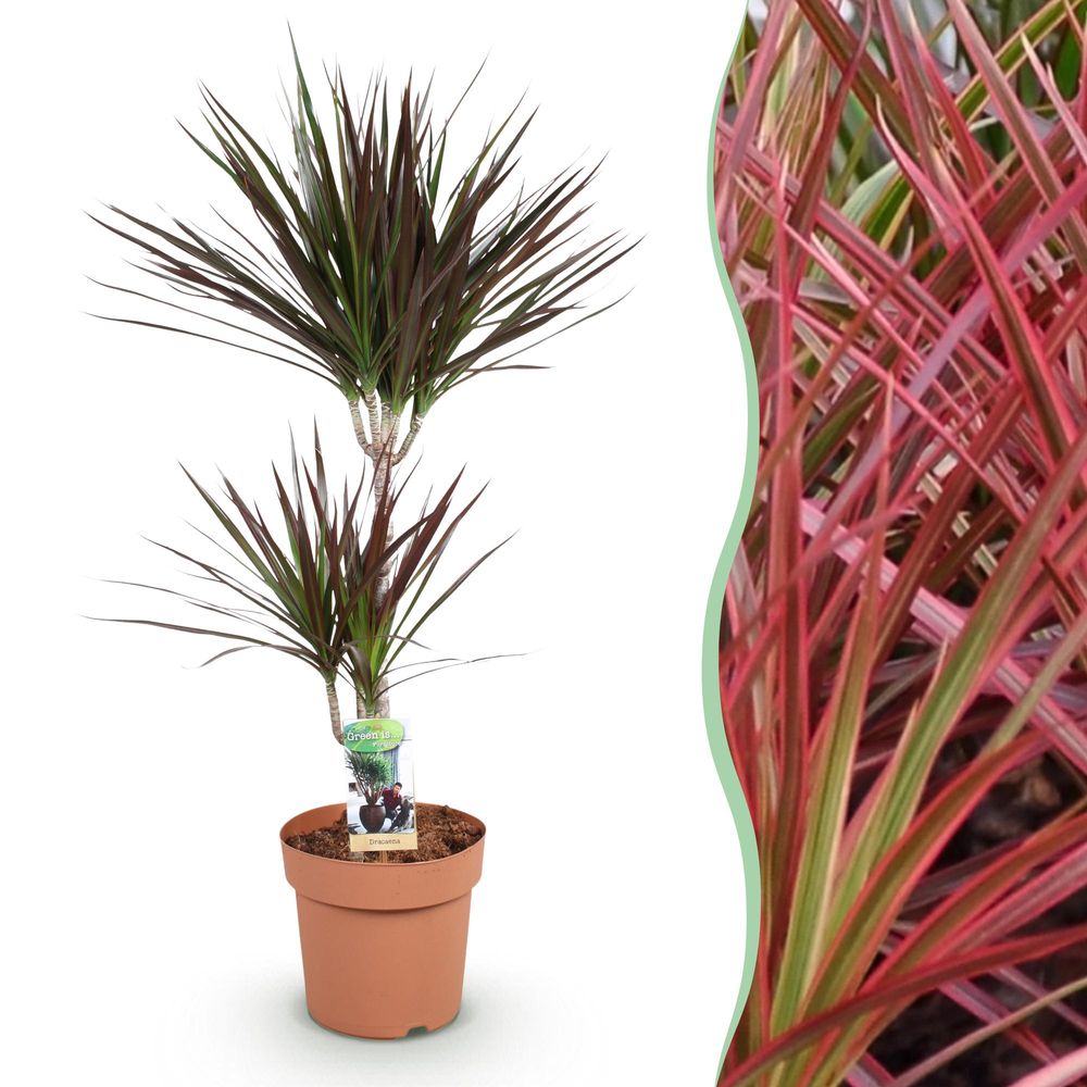 Dracaena magenta - ø21cm - ↕100cm - plante d’intérieur