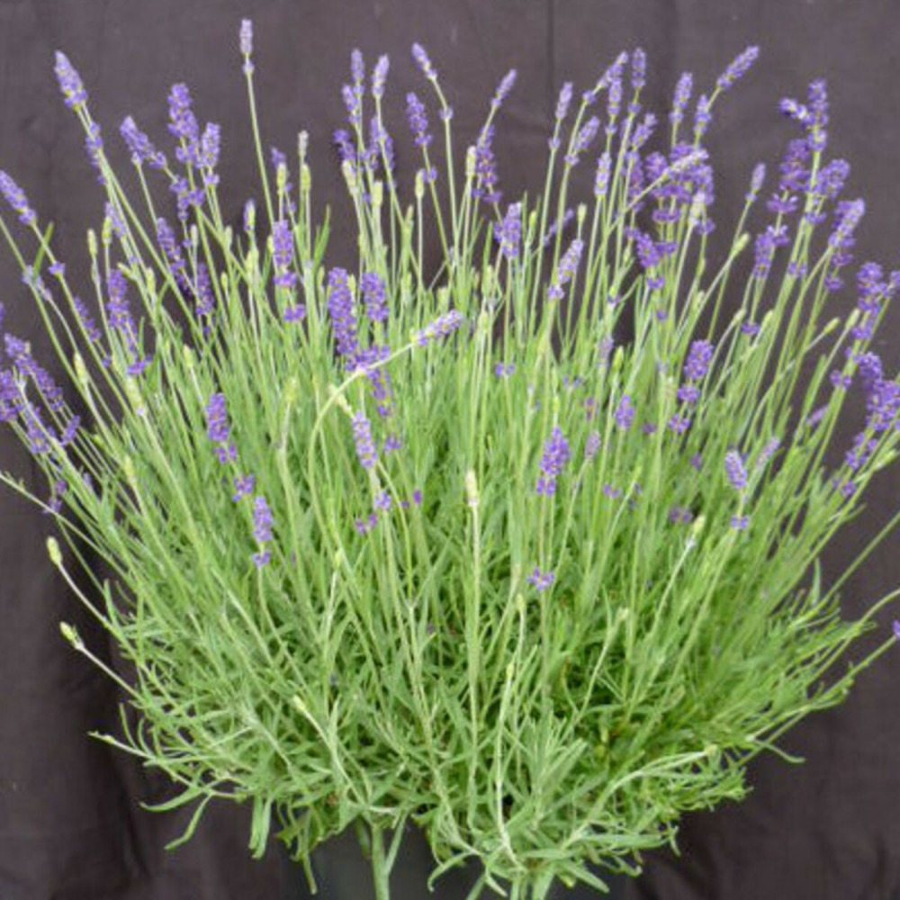Lavande twickel purple pot de 3l - 20/40 cm